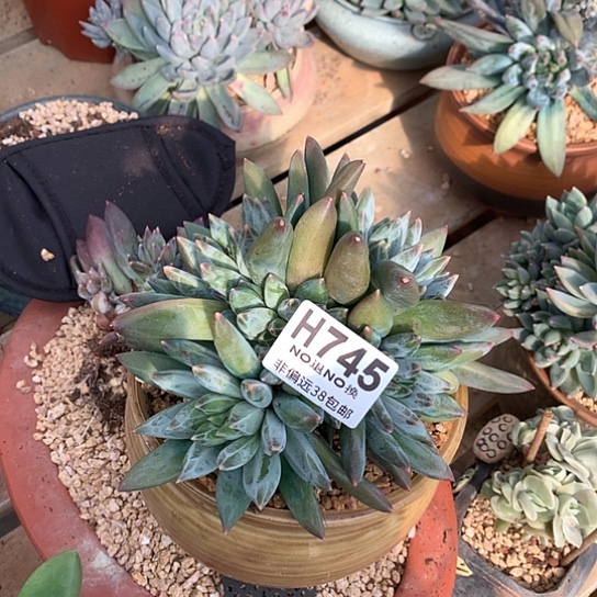 重楼大群745 亏本处理退款拉黑7-8天发货