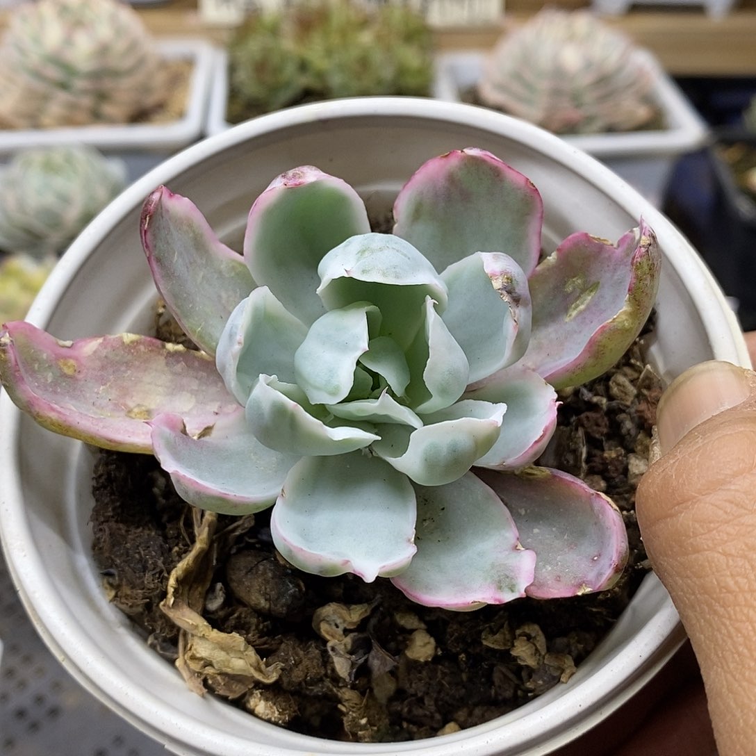 3171 伯克利锦有杆子 需延时发货