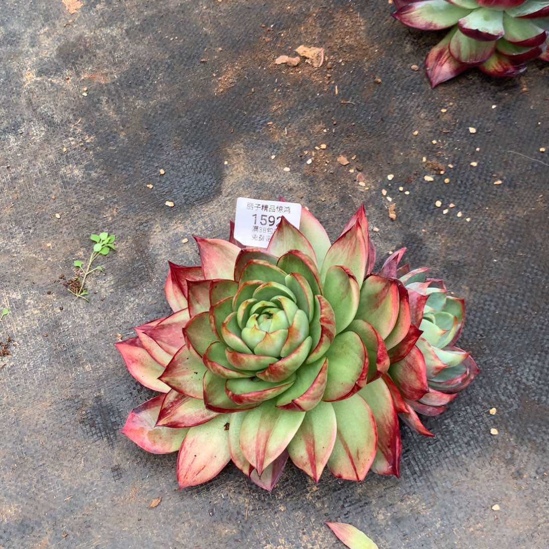 1592个多肉植物17
