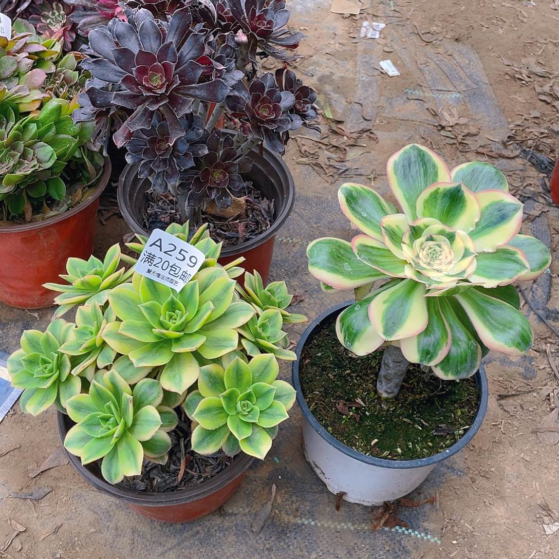 259组合多肉小损不包