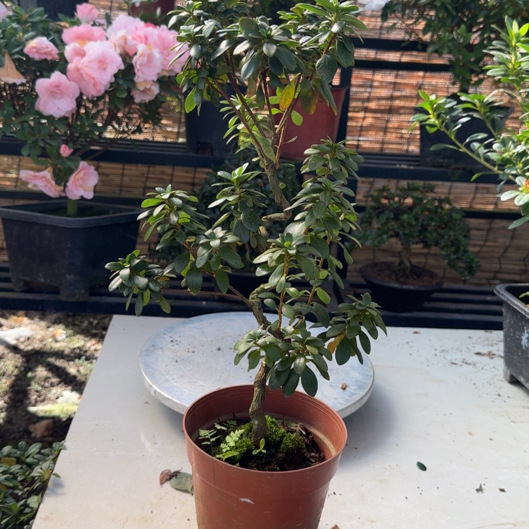 ㅤ***掂完全开放鹃之舞杜鹃