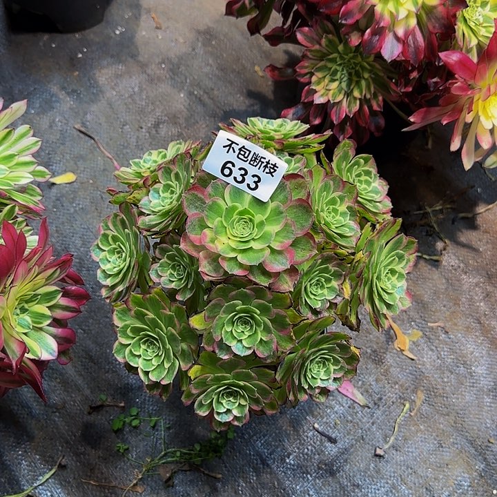 633多肉法师锦111