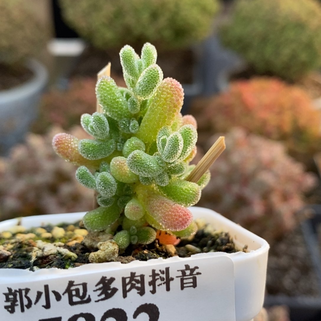 优选冰晶5822枝干番杏