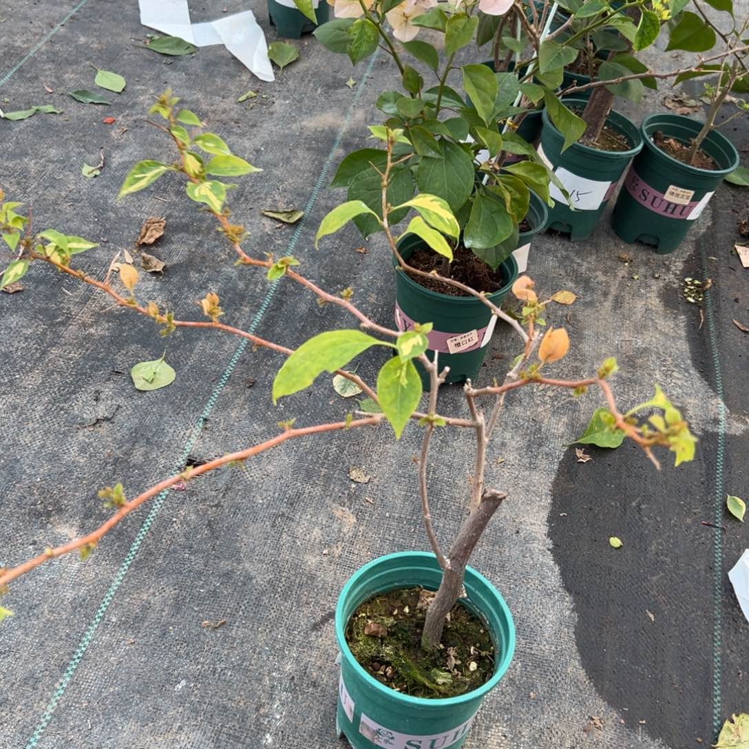 无花朵【5号黄白一棵】随机发货福利款不售后