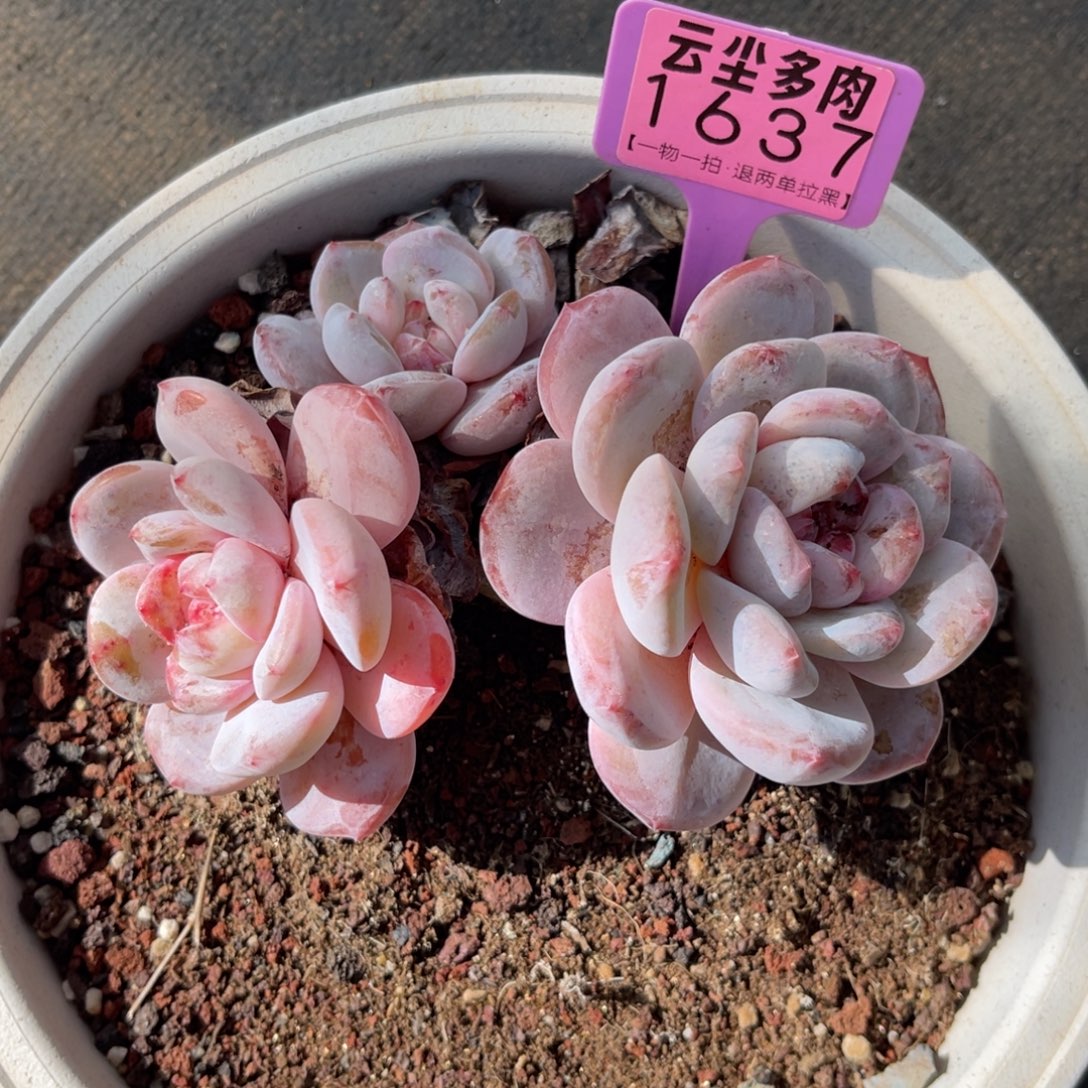 咿***呀云尘多肉一物一拍1637