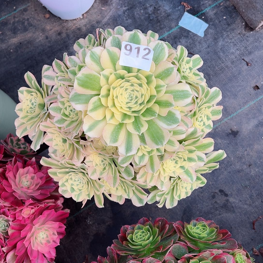 912迈巴赫法师多肉植物