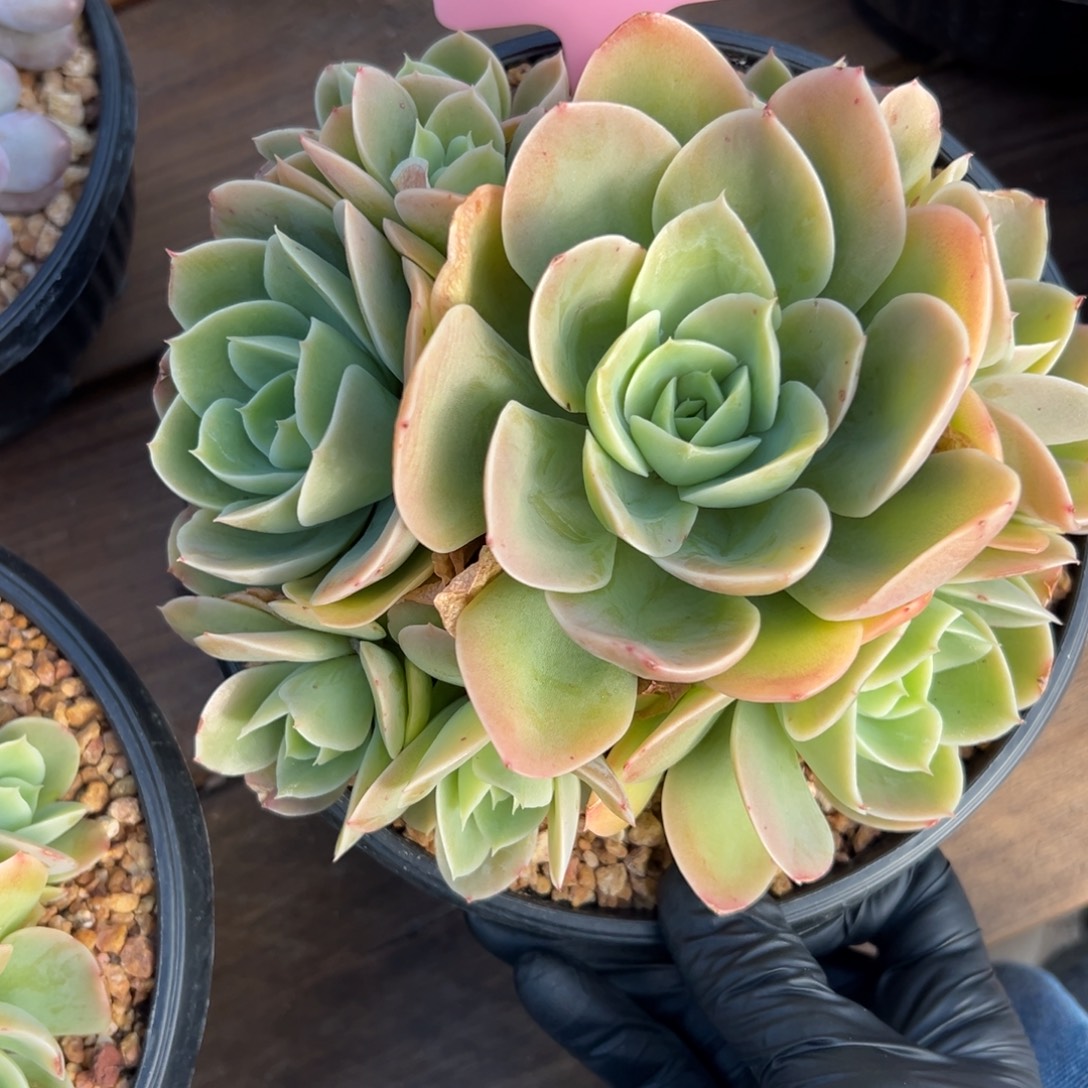 星娜塔111111111111111111