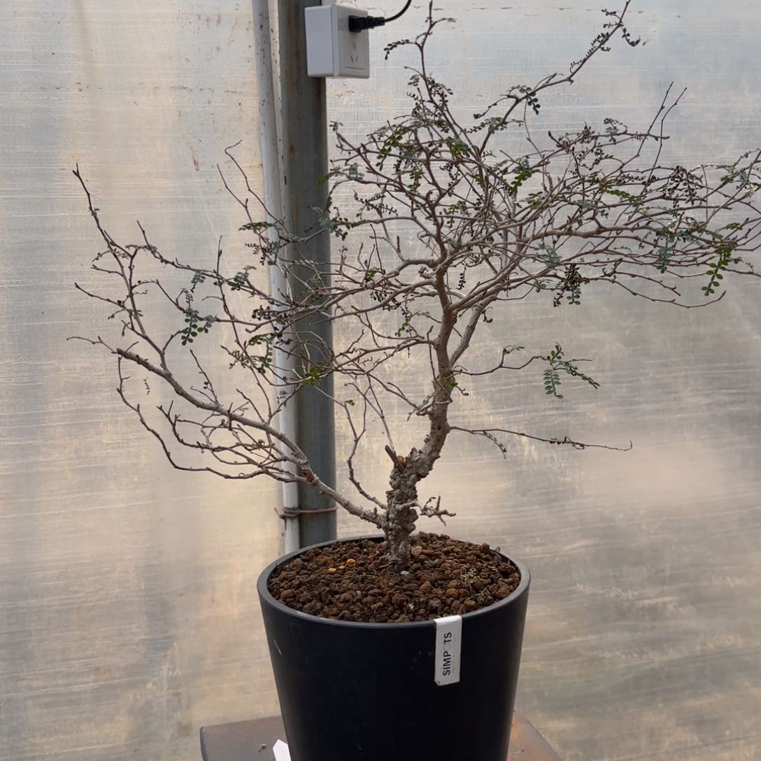 木  象足漆树带盆土