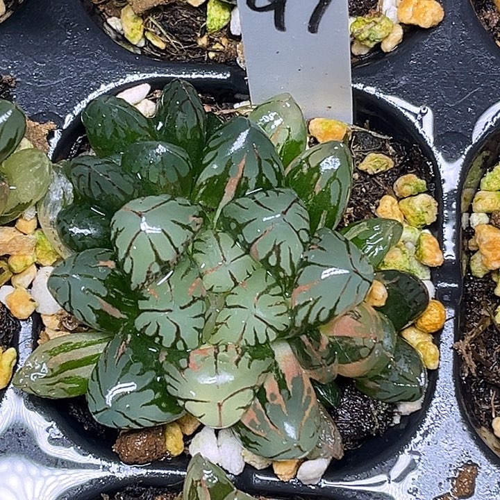 97红太阳玉露锦脱土发货