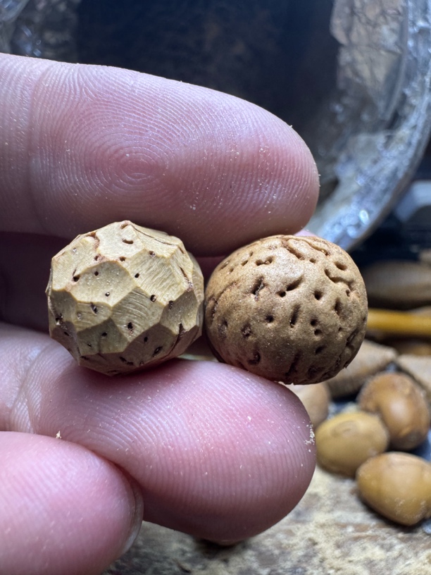 桃核无相雕刻黄皮料子一粒