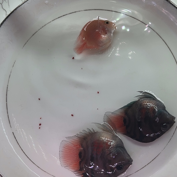 鹦鹉鱼迷你鹦鹉鱼