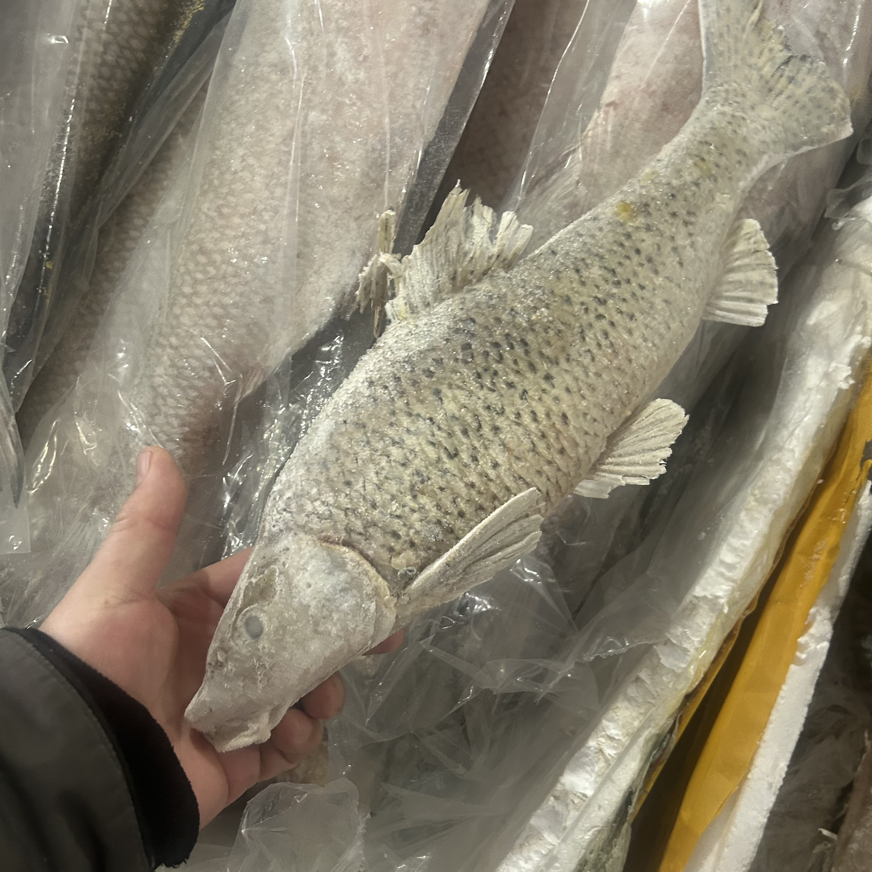 新鲜速冻野生冷水季花鱼顺丰包邮