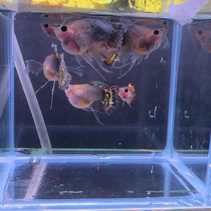 忘***秋孔雀鱼玻璃猫一缸