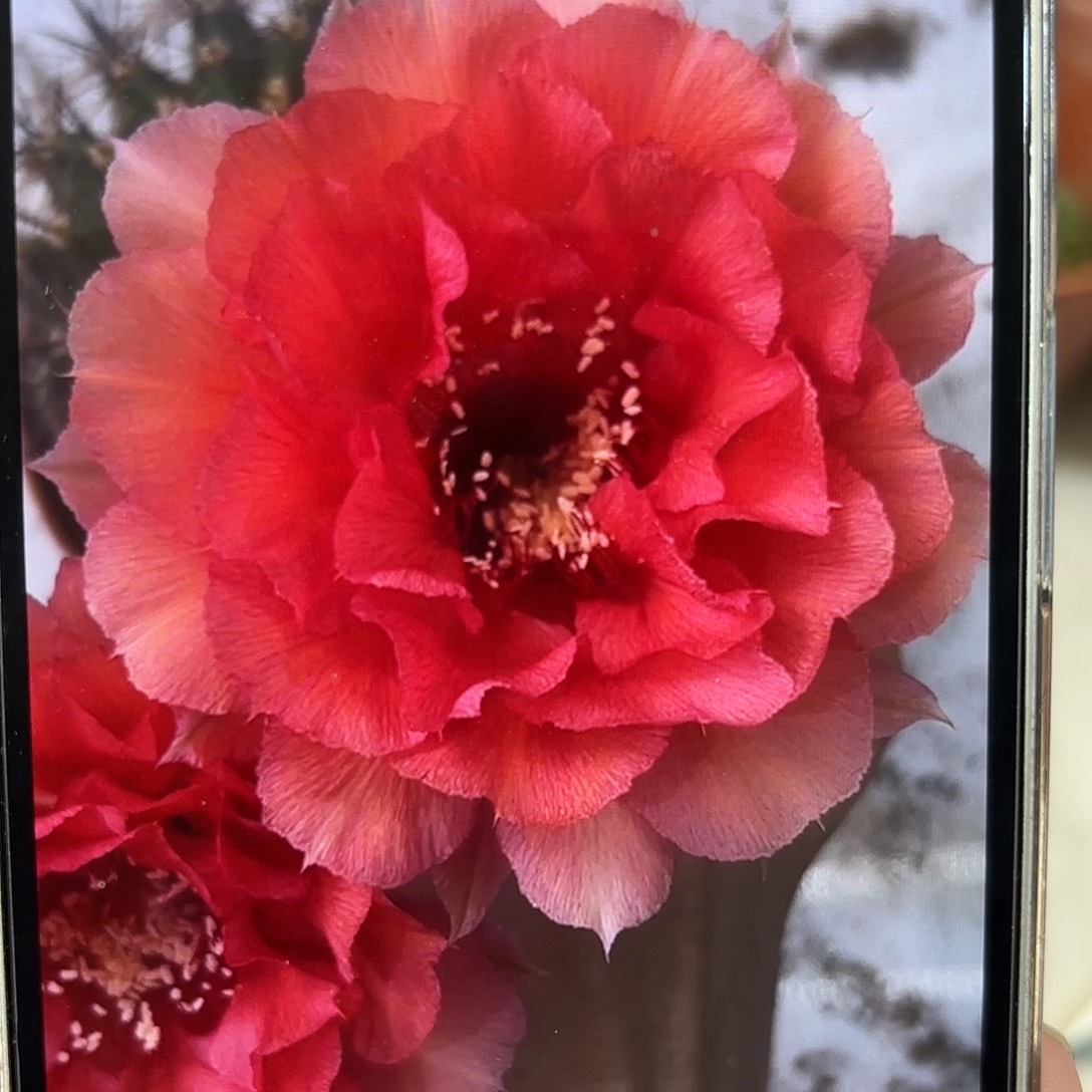 彩草1-8号3.5-4公分侧牙