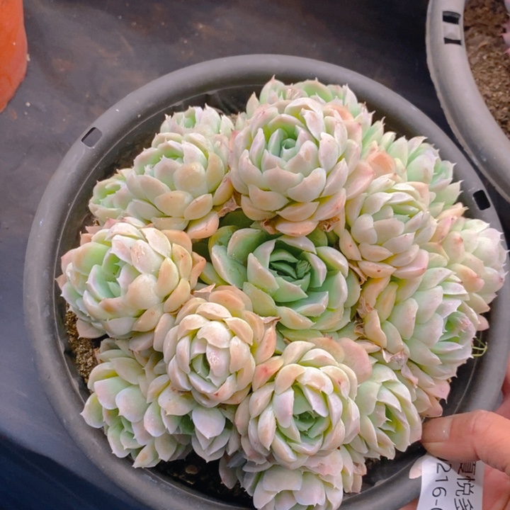 夏悦多肉 0216-89希娜杂