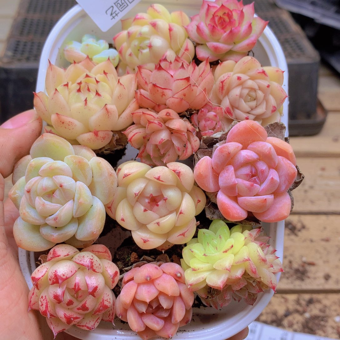 我要去看你了啊103