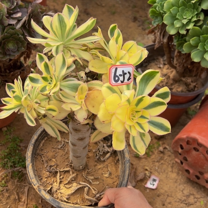 艳资锦多肉砍头6-52