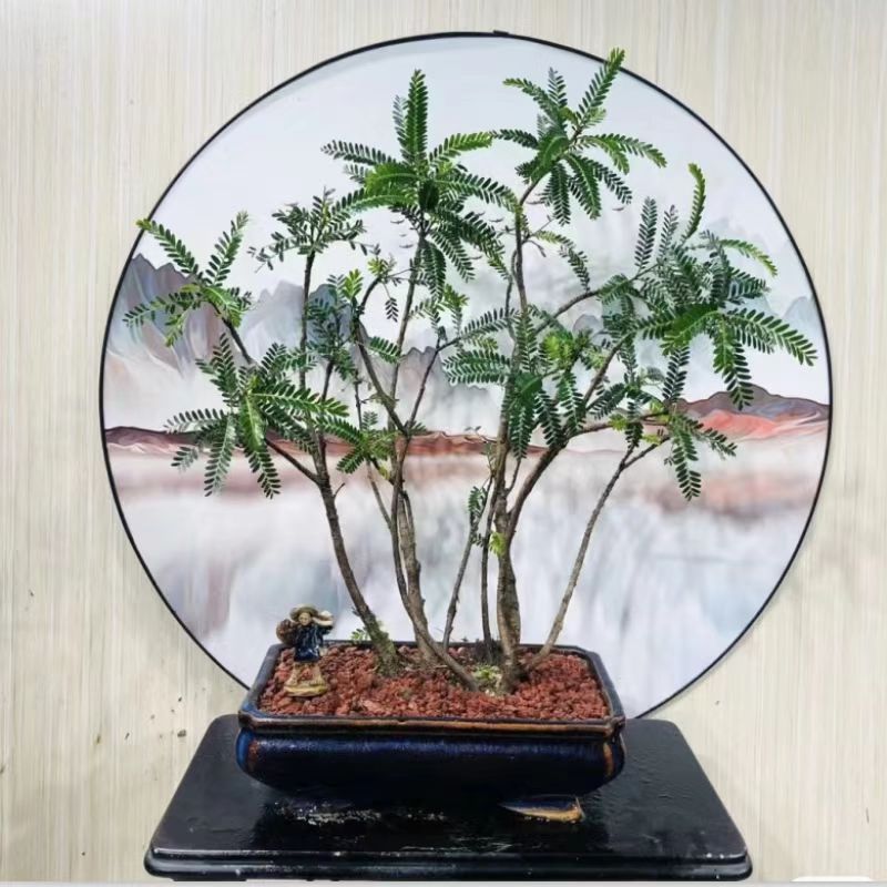 海岛叶下珠盆栽盆景素材绿植可水培土培