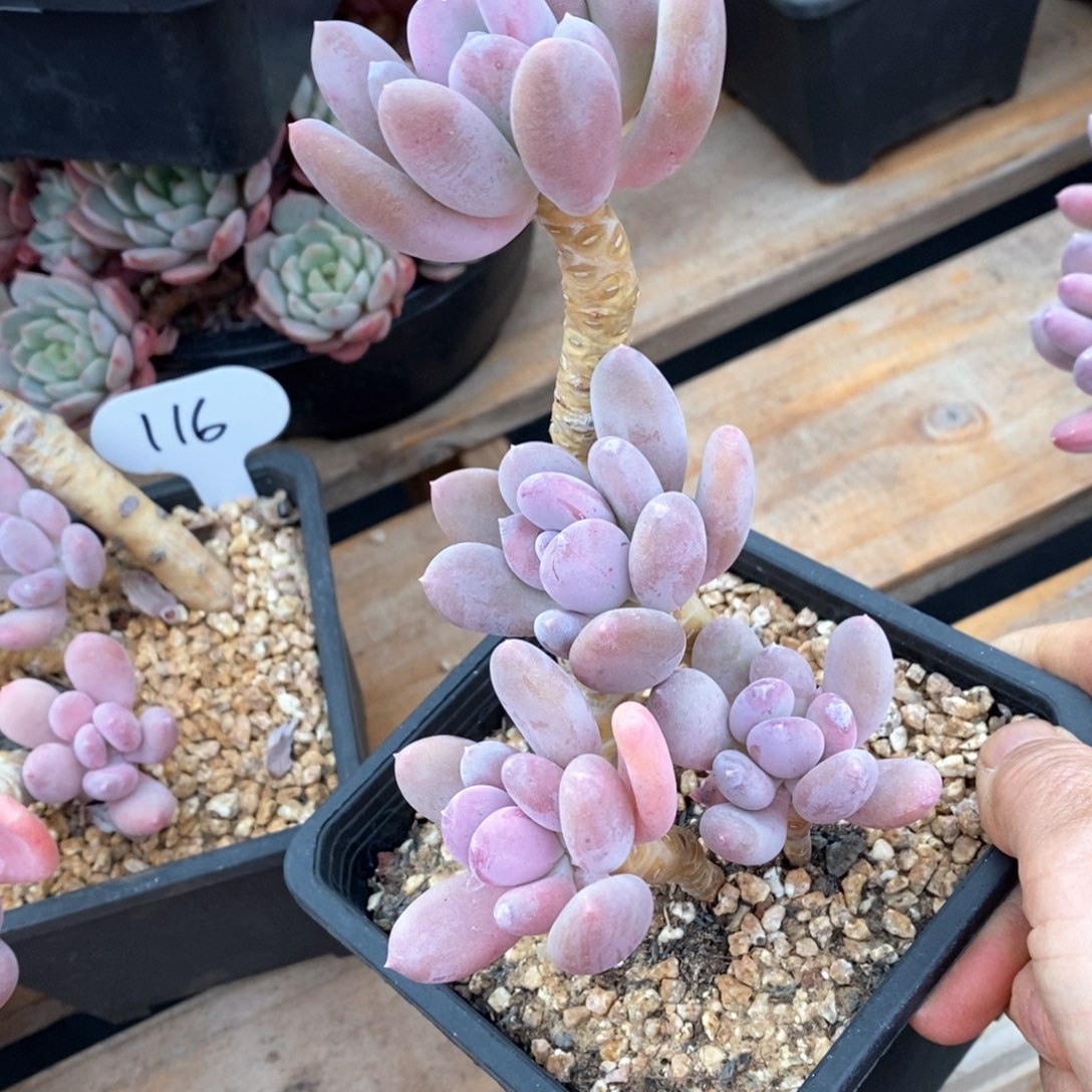 精品多肉一物一拍不包整142