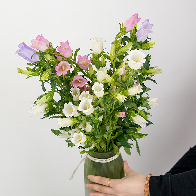 风铃盲盒-颜色随机鲜切花生活办公用花-今天下单明天送到-任意下单2份花包邮配送