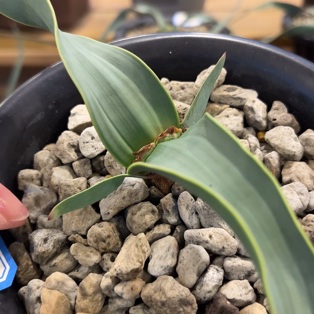 汤圆植物金边卷叶好看
