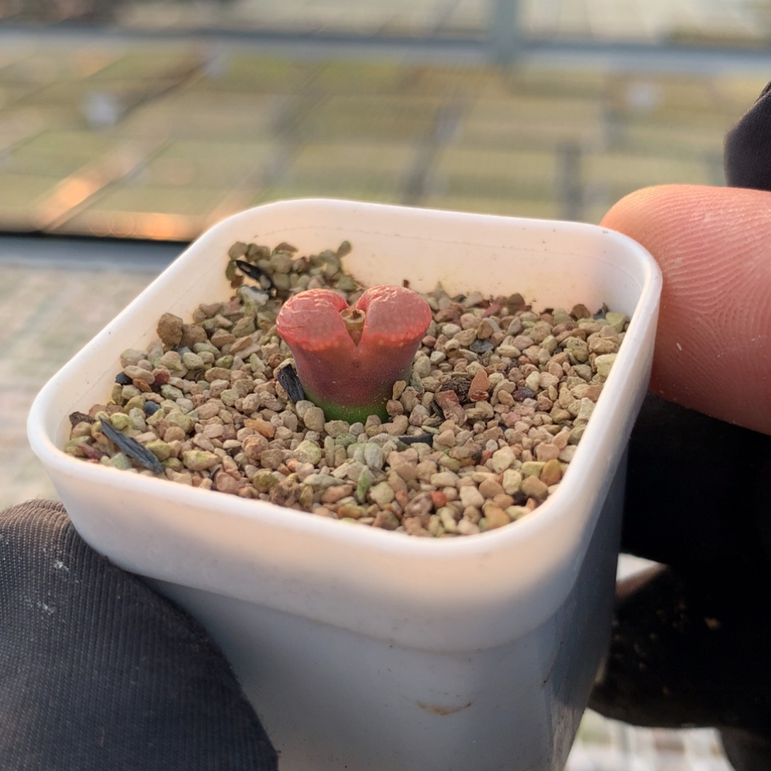 a752风铃母本锦一颗