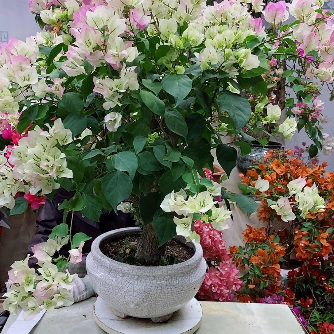 完全开放我要好好学习