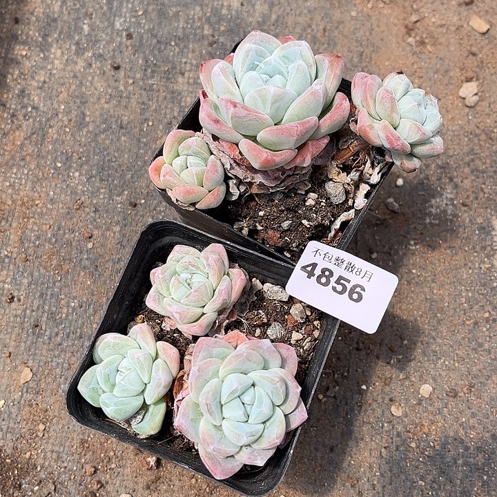 阿雅园艺。        4856