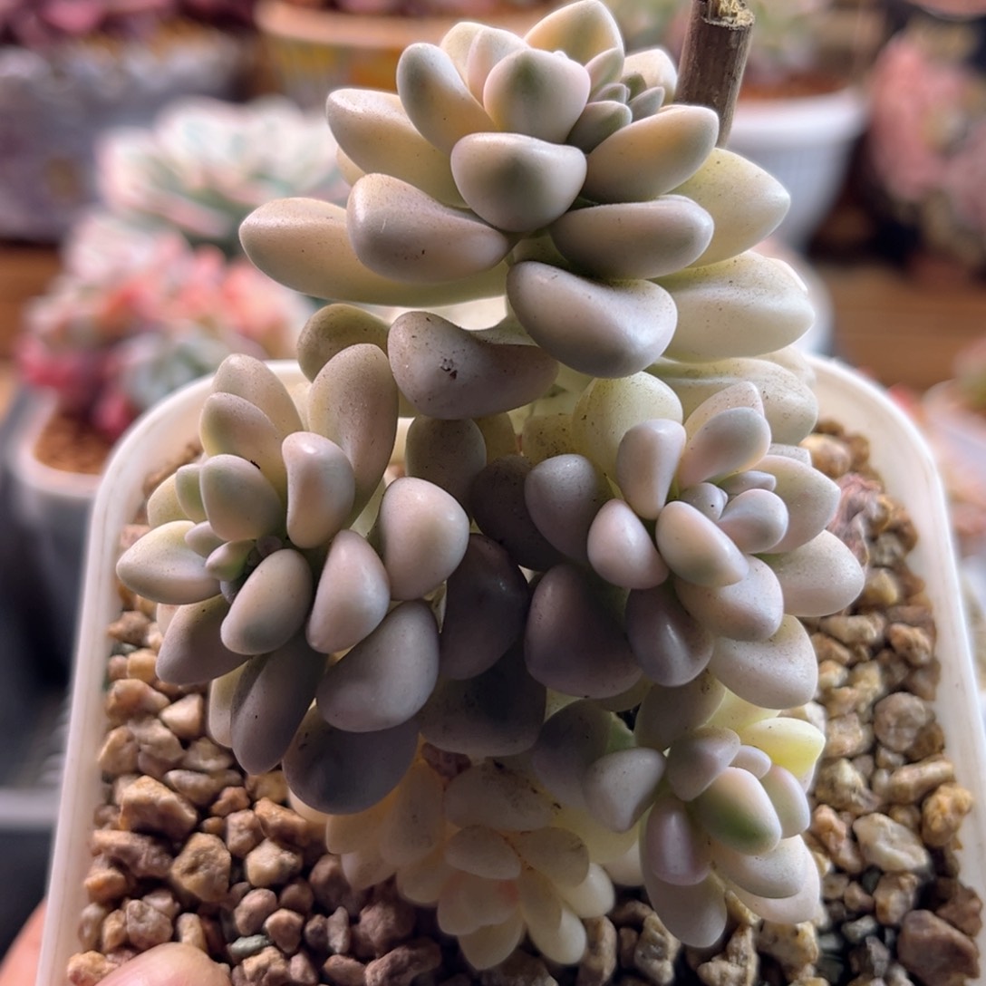 2.10/29艾伦锦111111