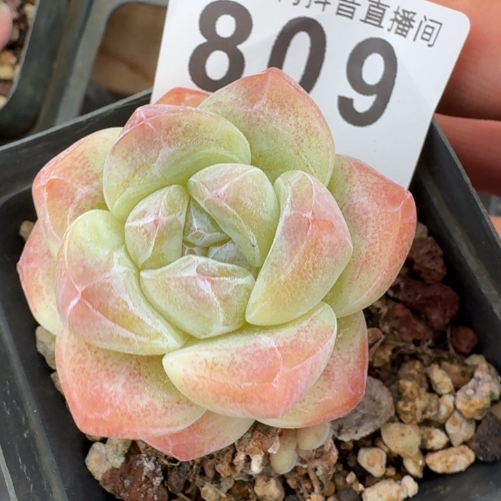 开播福利多肉植物