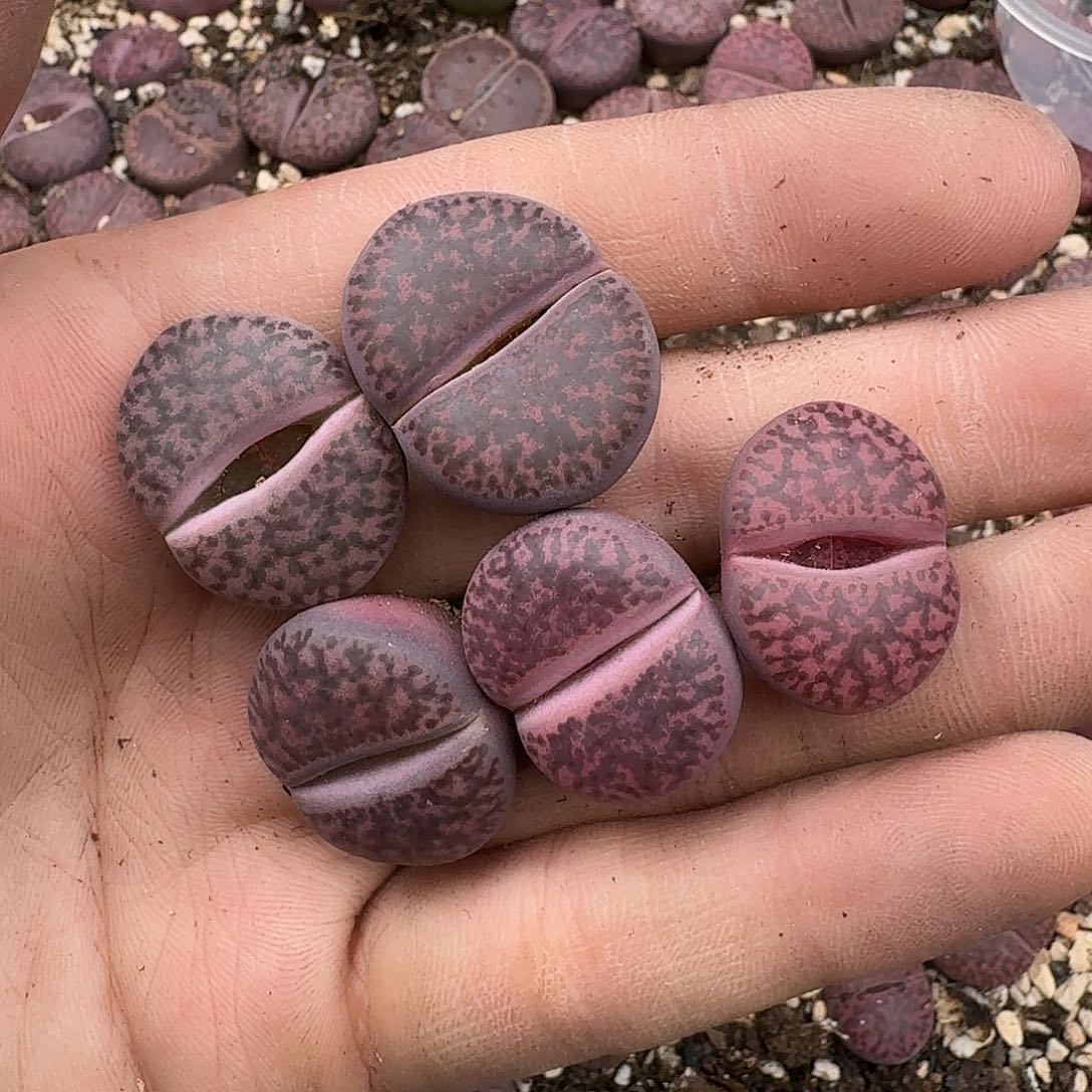 女***烟2974 满18包邮保温袋联系客服