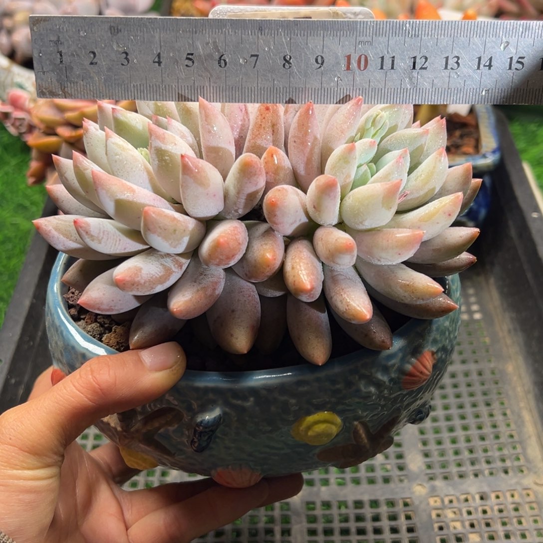表妹精品多肉植物127.