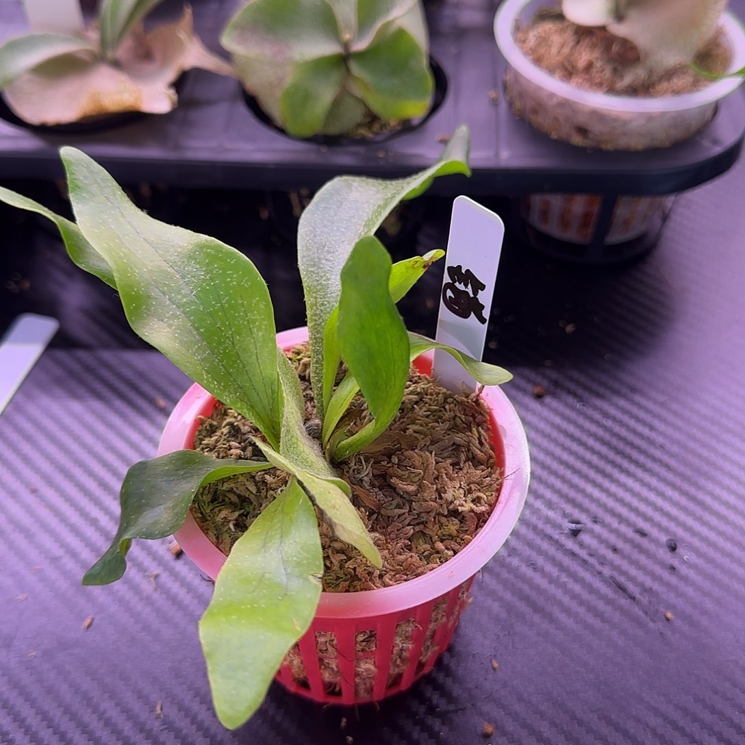 锚鹿角蕨孢子苗喔