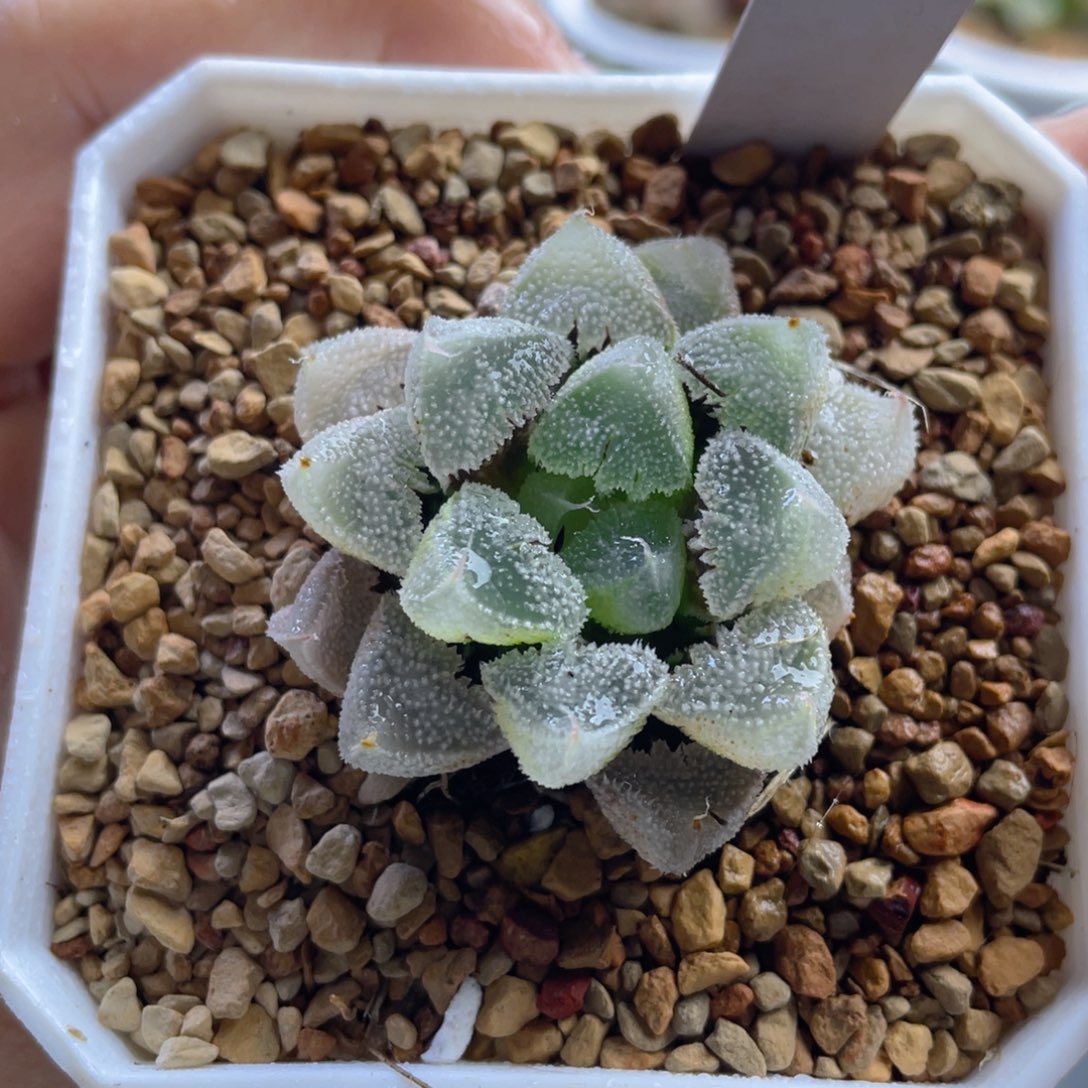 10.十二卷多肉全窗白化白帝城寿。    