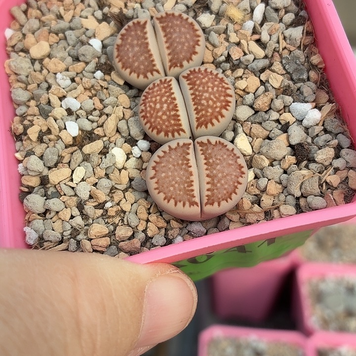 041三颗c259红福来