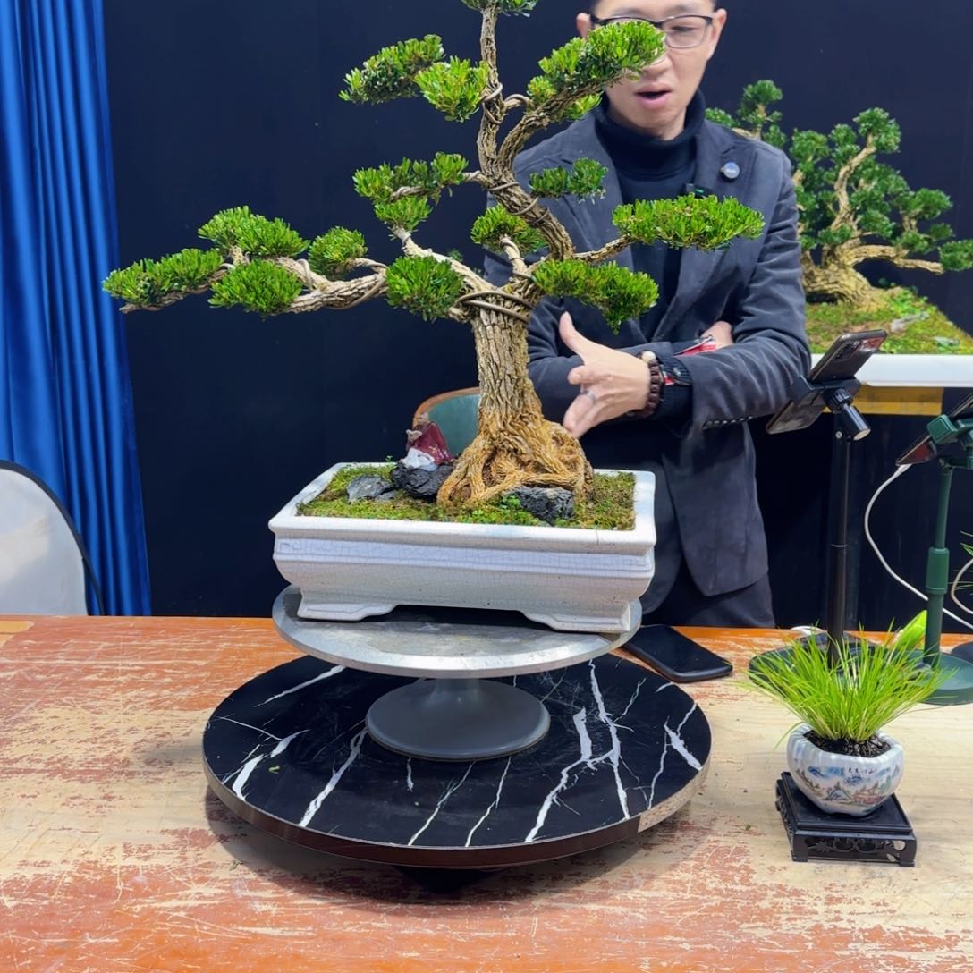 黄杨室内室外盆景艺术