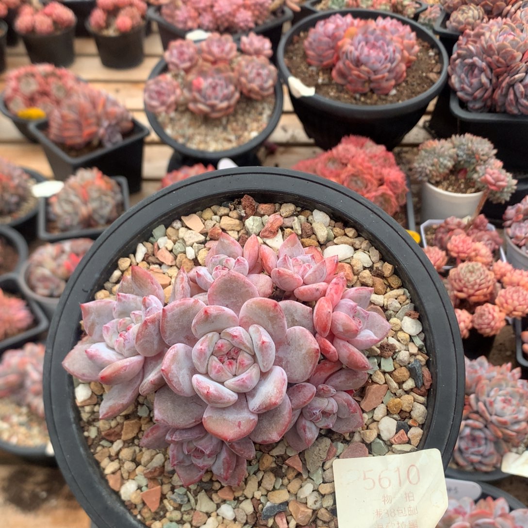 11.5厘米七头有砍石榴籽 小脸5610