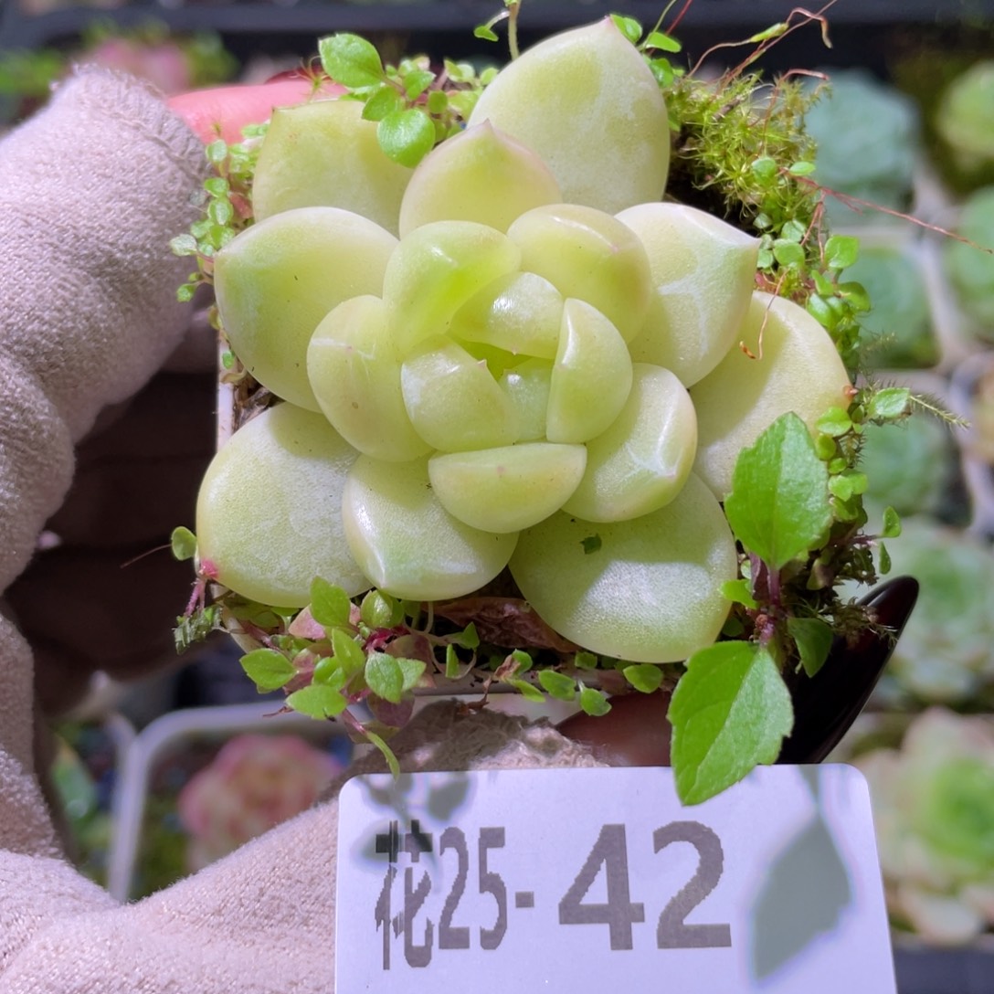 花利美25-42新品珍妮