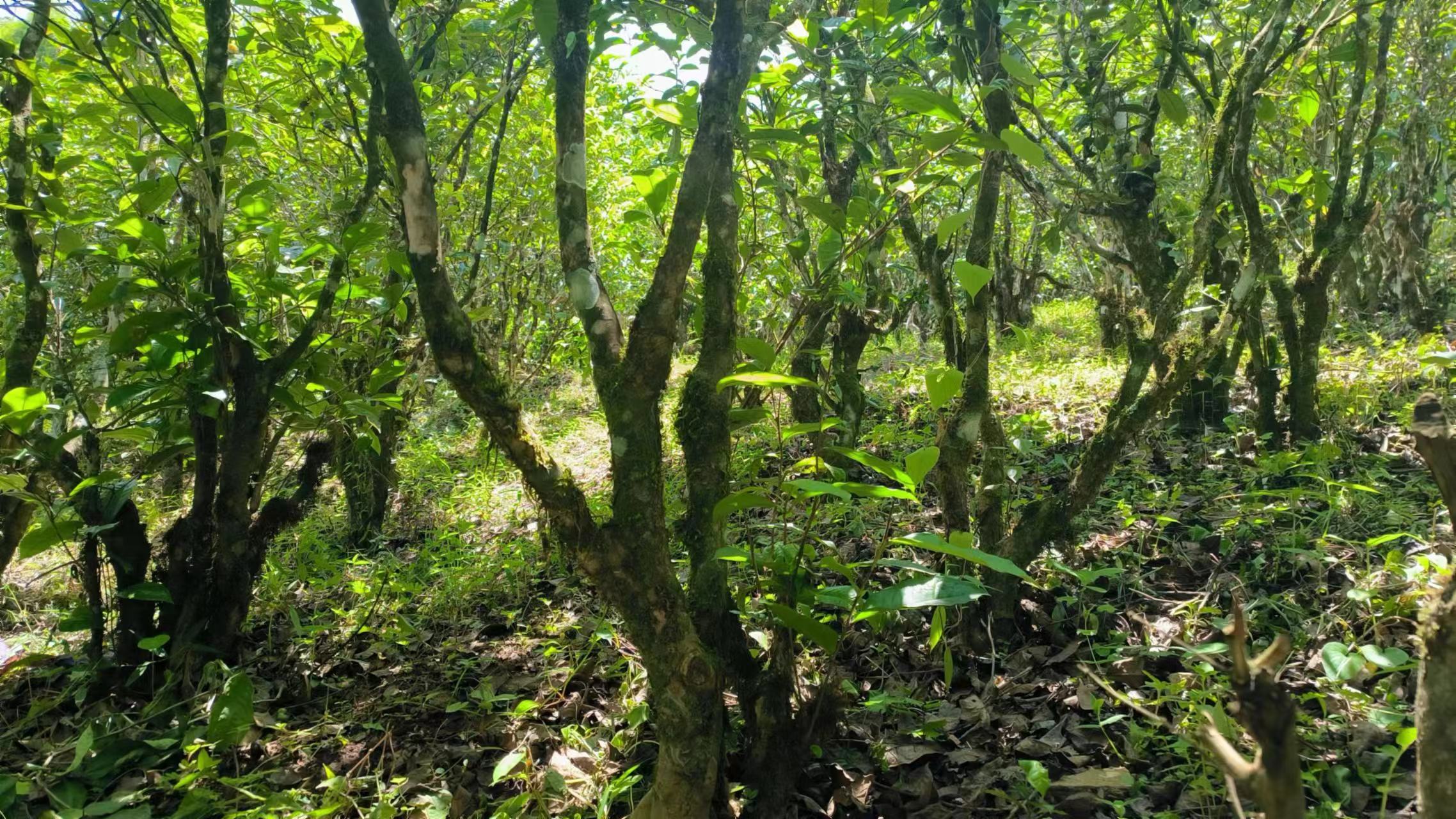 2023年冰岛老寨秋茶普洱茶100g