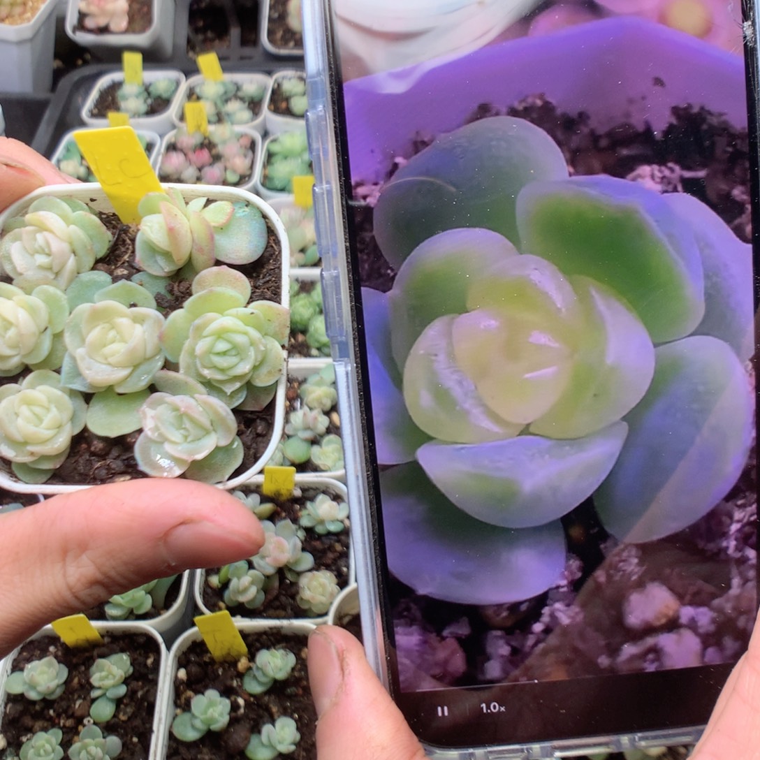 良辰7颗yyyyyyyyyy