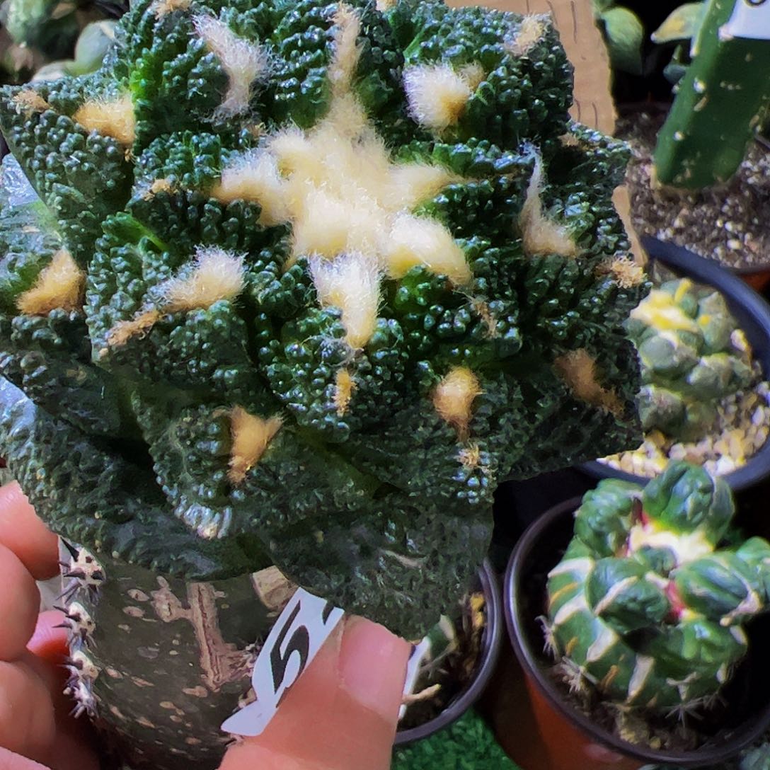 无花朵颗粒龟甲辛顿歪头579