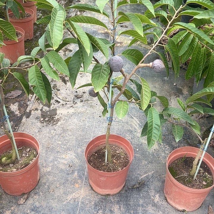 大***山天使1508534786425777