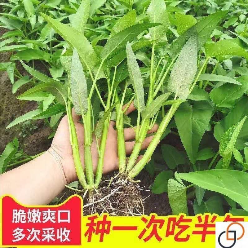 【满五包包邮】三叉空心菜种籽柳叶通心菜种子四季阳台蔬菜种子