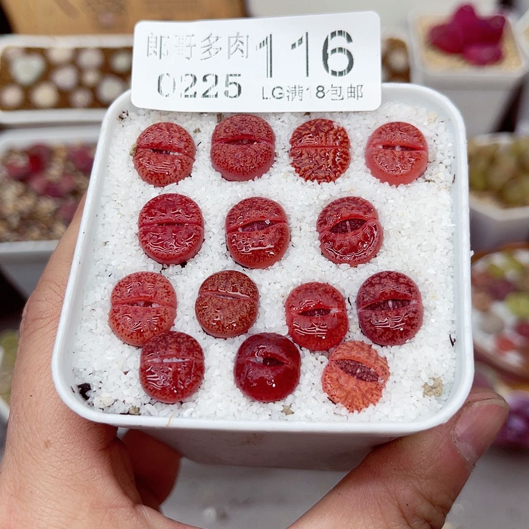 郎哥多少生石花25-116