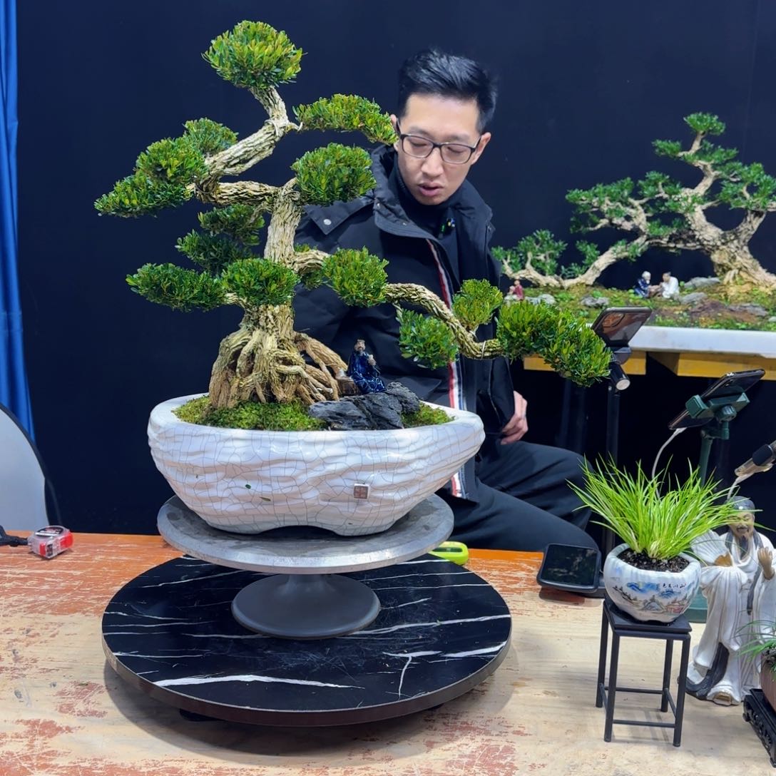 黄杨室内室外盆景艺术