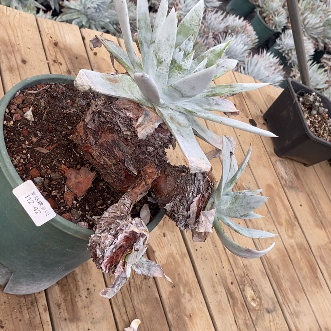 42号雪山群粗腿子多肉