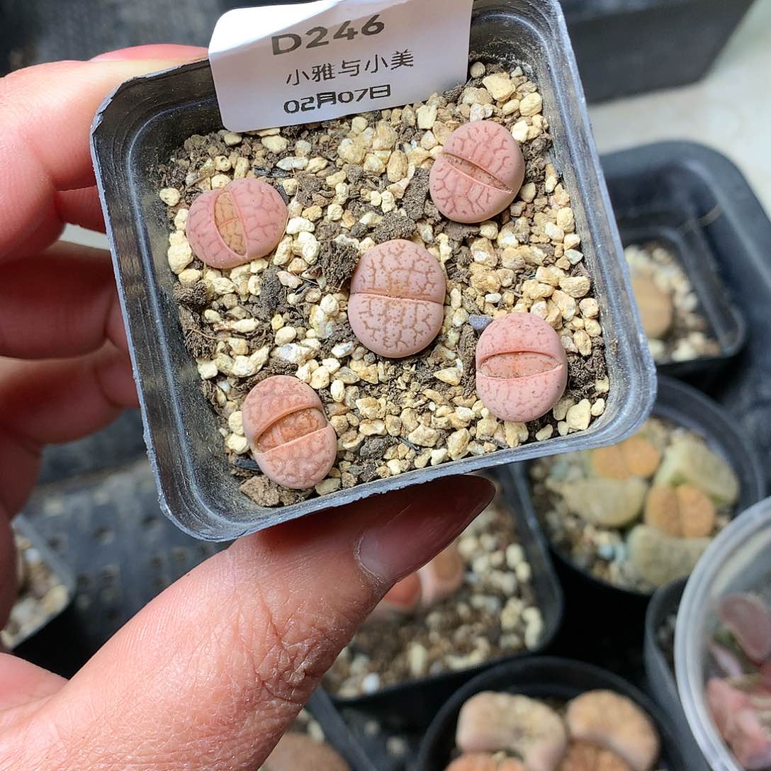 D246多肉植物保护研究所