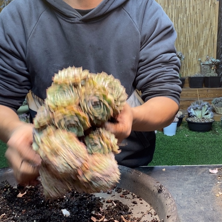 小***子768号昂斯诺多肉植物