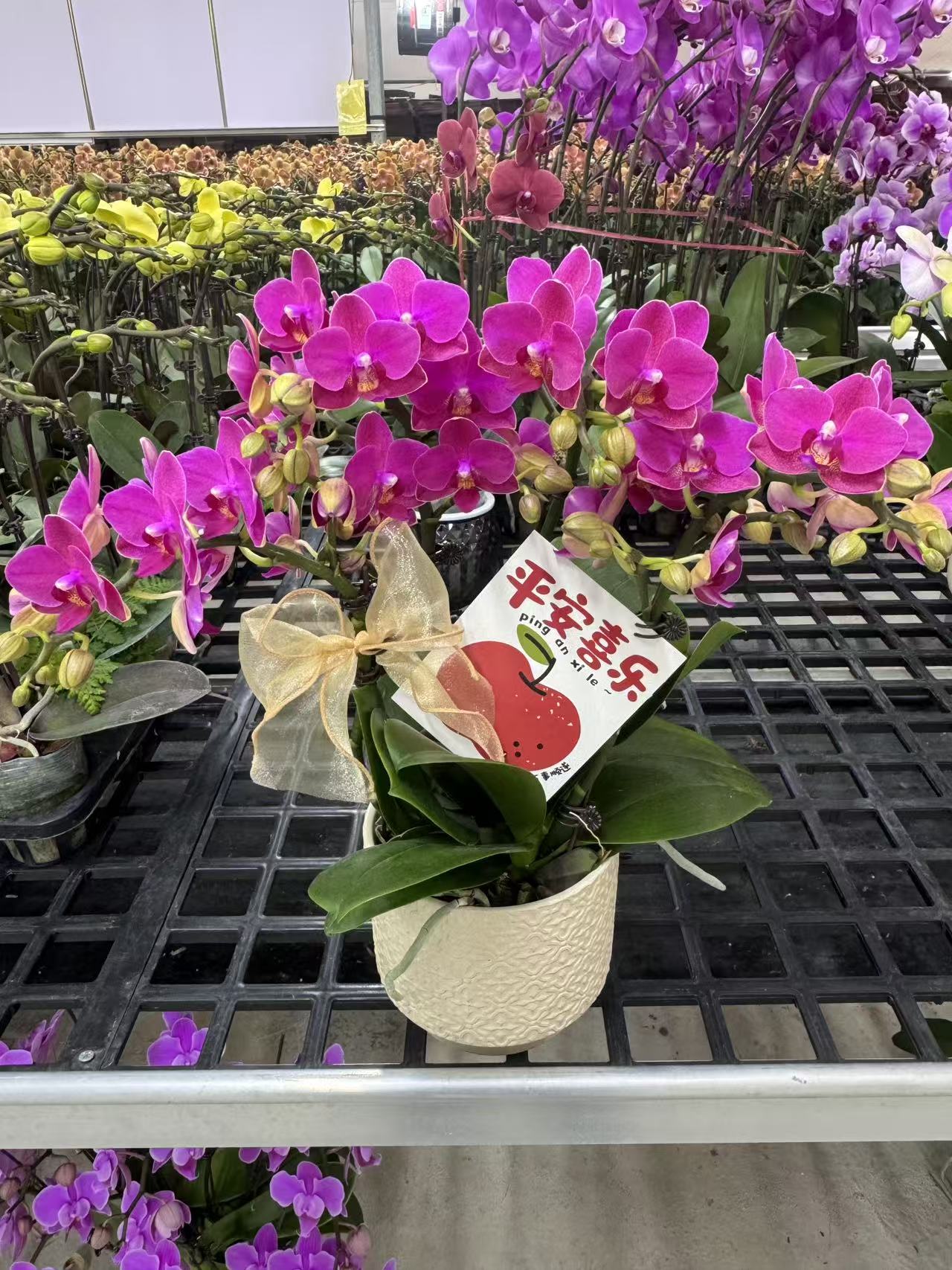 蝴蝶兰【香水小红花3】鲜花盆栽室内观赏花花佛山基地直发好养易活