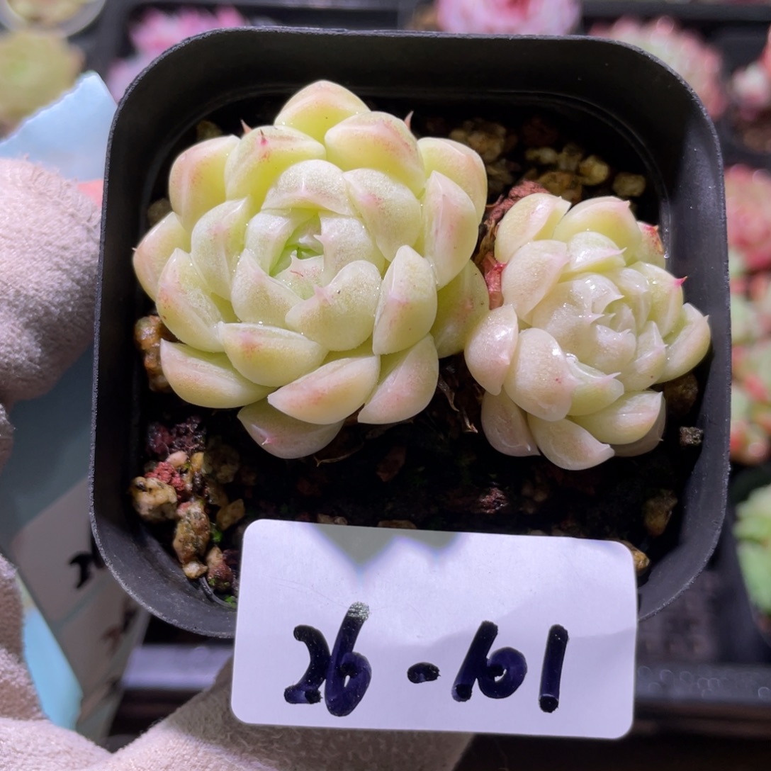 花利美26-101麦秆双头